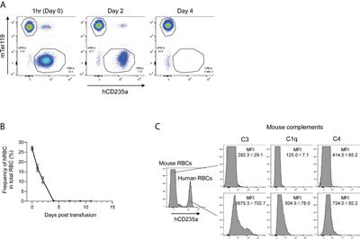 Generation of Novel Human Red Blood Cell-Bearing Humanized Mouse Models Based on C3-Deficient NOG Mice